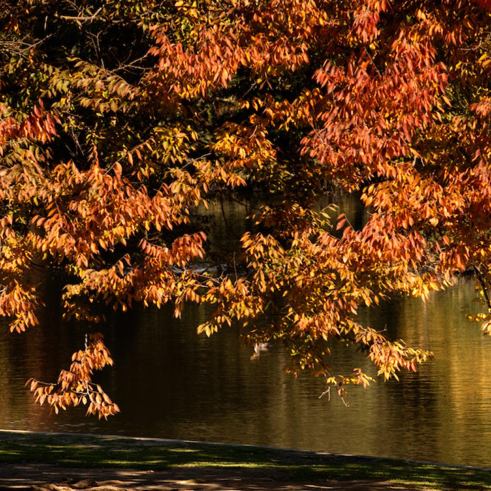 Fall foliage with person and lake in the background